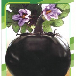 供应黑亮九叶茄——茄子种子