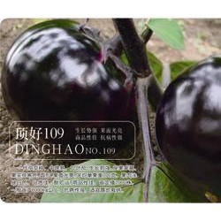 供应顶好109—茄子种子