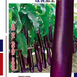 供应紫如意3号改良茄王——茄子种子