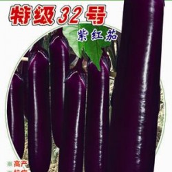 供应**32号紫红长茄—茄子种子