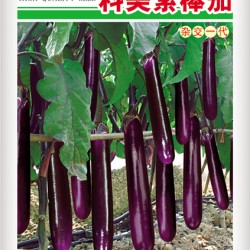 供应科美紫棒茄－茄子种子