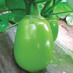 供应绿罐9-2—茄子种子