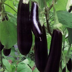 供应紫威－茄子种子