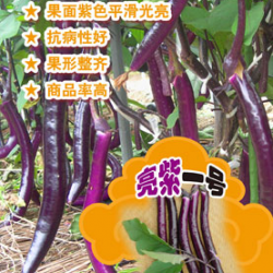 供应亮紫一号—茄子种子