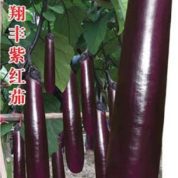 供应翔丰紫红茄—茄子种子
