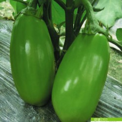 供应绿罐2303—茄子种子