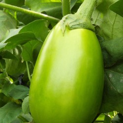 供应福祺® 青杂一号——青茄种子