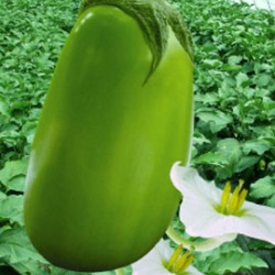 供应白花公斤绿—茄子种子