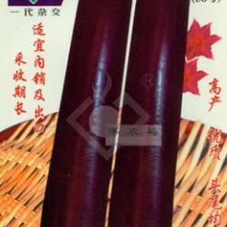 供应台丰紫红长茄(38号)-茄子种子