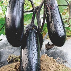 供应黑冠早茄F1—茄子种子