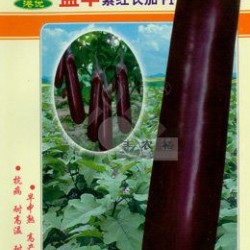 供应盛丰紫红长茄F1-茄子种子