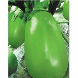 供应科美绿茄—茄子种子