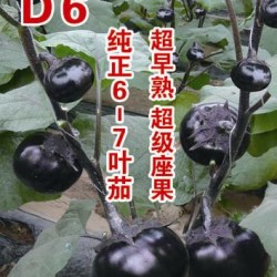 供应D6-茄子种子