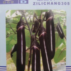供应紫丽长305—茄子种子