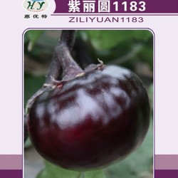 供应紫丽圆1183—茄子种子