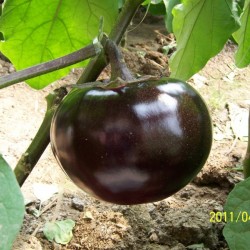 供应紫萱F1（茄子）—茄子种子