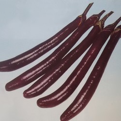 供应紫冠——茄子种子