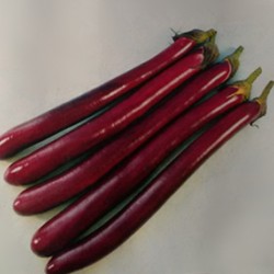 供应惠娘——茄子种子