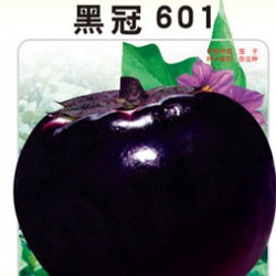 供应茄子种子-黑冠601