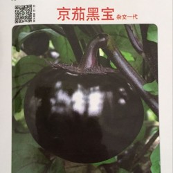 供应京茄黑宝种子