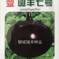 供应圆丰七号—茄子种子