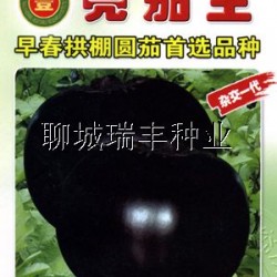 供应亮茄王—茄子种子