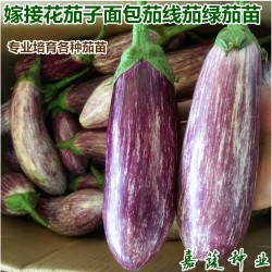 供应嫁接花茄子苗