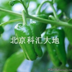 供应纳禾牌蔬菜青椒