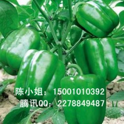 供应达奇—甜椒种子