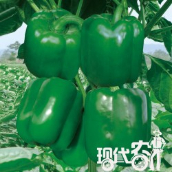 供应美兰达—抗病、高产甜椒种子