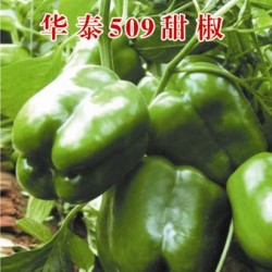 供应华泰509—甜椒种子