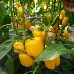 供应—黄彩椒种子