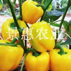 供应黄金718—彩椒种子