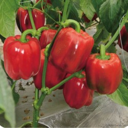 供应澳洲红甜椒F1-甜椒种子