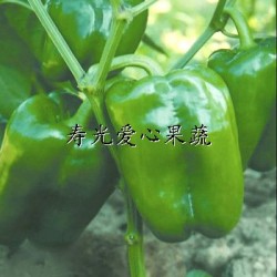 供应套菜礼品菜——太空椒