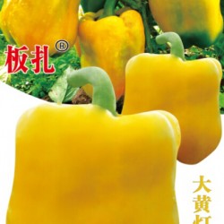 供应板扎大黄灯笼椒—甜椒种子