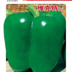 供应维克特303—甜椒种子
