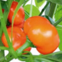 供应寿星—水果彩椒种子