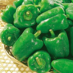 供应厚皮茄门—甜椒种子