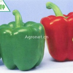 供应神鼎——甜椒种子
