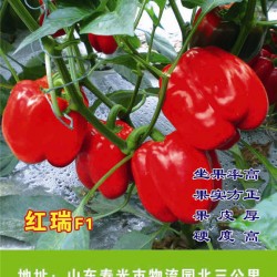 供应红瑞－甜椒种子