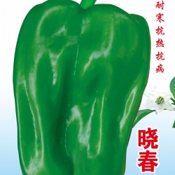 供应晓春288-甜椒种子