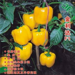 供应金利达－甜椒种子