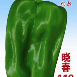 供应晓春119-甜椒种子