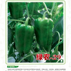 供应绿农-29—甜椒种子