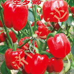 供应圣罗娜——甜椒种子