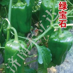 供应绿宝石——甜椒种子