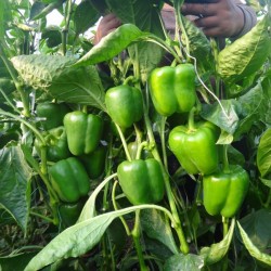供应绿椒魔方—甜椒种子