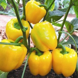 供应丽塔—甜椒种子