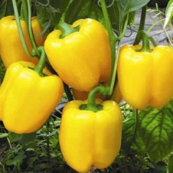 供应金典—甜椒种子